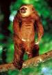 this little dude is trying to look like king kong.jpg