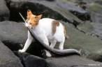 Kitty and a snake.jpg