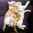 Kitties.jpg
