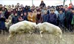 Sheep on sheep.jpg
