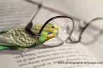 bird-reading.jpg
