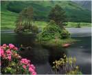 Rhodedendron Fiesta.jpg