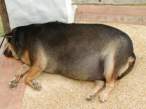 Fattest dog.jpg
