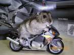 Hamster Racer.jpg