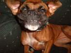 Boxer or Gremlin (Small).jpg