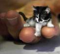 Little Cat.jpg