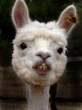 Lama.jpg