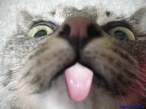 Lick.jpg