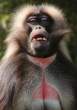 Gorgeous Monkey.gif