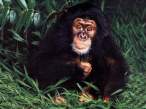 Poor monkey.jpg