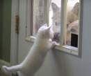 Safe kitty.jpg