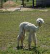 Winamp.jpg