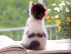Kitty reading.jpg