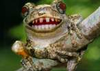 Frogie.jpg