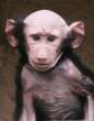 The Bald Baboon.jpg