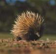 Hedgehog.jpg
