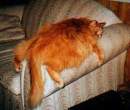 Big cat.jpg