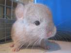 Mouse.jpg