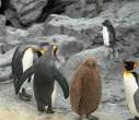 Penguin.jpg
