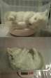 Ready for microwave.jpg