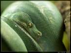 Snake.jpg