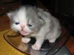 Sad kitty.jpg