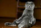 Pissed Kitty.jpg