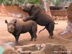zoo sex(18+).jpg
