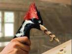 Woodpecker Black & Decker.jpeg