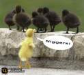 01 niggers.jpg
