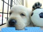 puppy2.jpg