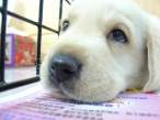 puppy5.jpg
