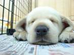 puppy6.jpg