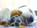 puppy7.jpg