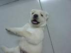 puppy12.jpg