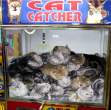 Cat catcher.jpg