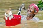 Cat duck rescue.jpg