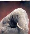 handiphant.jpg