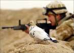 Sgt Pidgeon.jpg