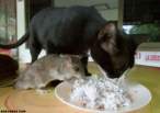 Time to eat.jpg