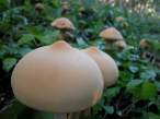 Mushrooms.jpg