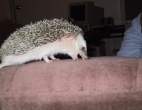 2827277-Hogbert-the-Ferocious.jpg