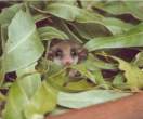 2827280-honeypossum.jpg