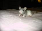 2839771-MOUSY.JPG