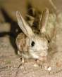 2879501-jerboa.jpg