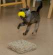 Owned cat.jpg