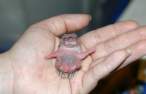 Smallest thing on Earth.jpg
