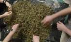 Tons of Weed.jpg