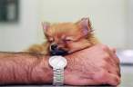 Watch dog.jpg