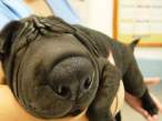 Close Up Dog.jpg
